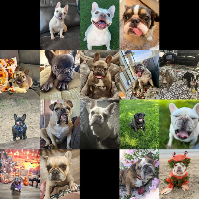 Meet Our Dogs of the Month — October 2026