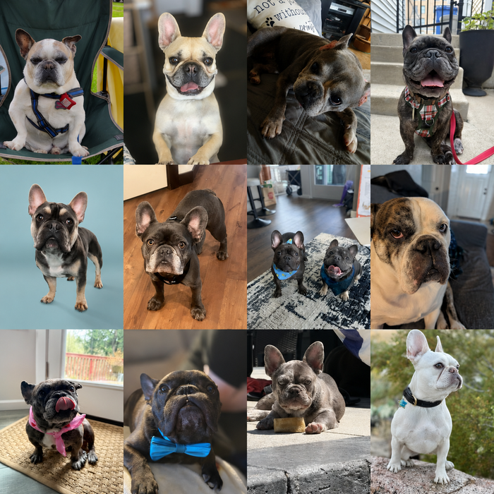 Meet Our Dogs of the Month — June