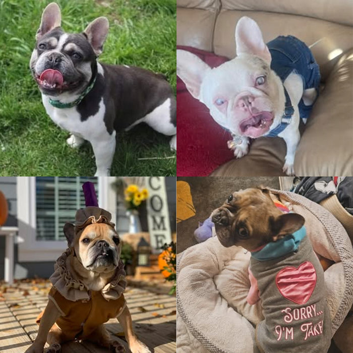 Meet Our Dogs of the Month — October