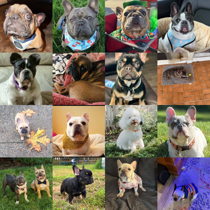 Meet Our Dogs of the Month — September 2026