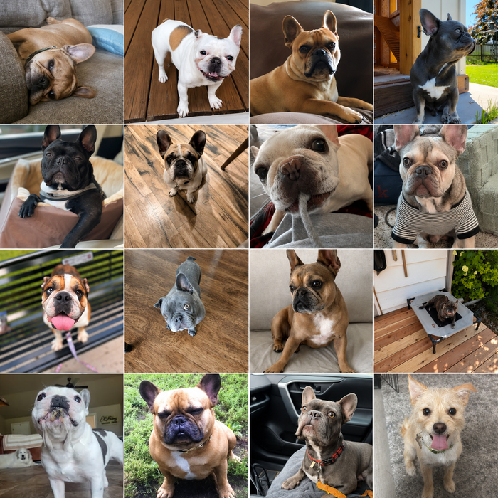 Meet Our Dogs of the Month — August 2026