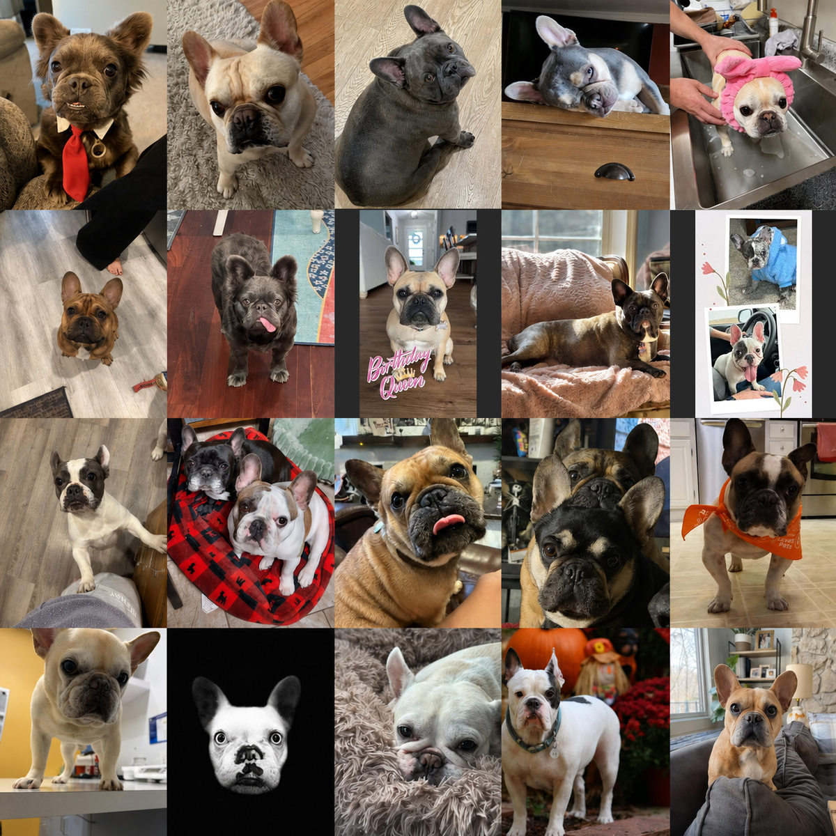 Meet Our Dogs of the Month — May– French Bulldog Coffee Company