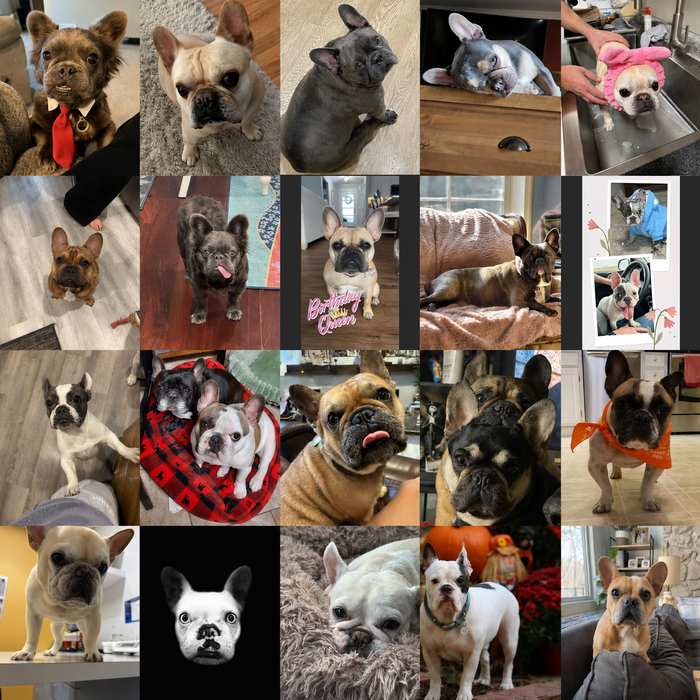 Meet Our Dogs of the Month — May