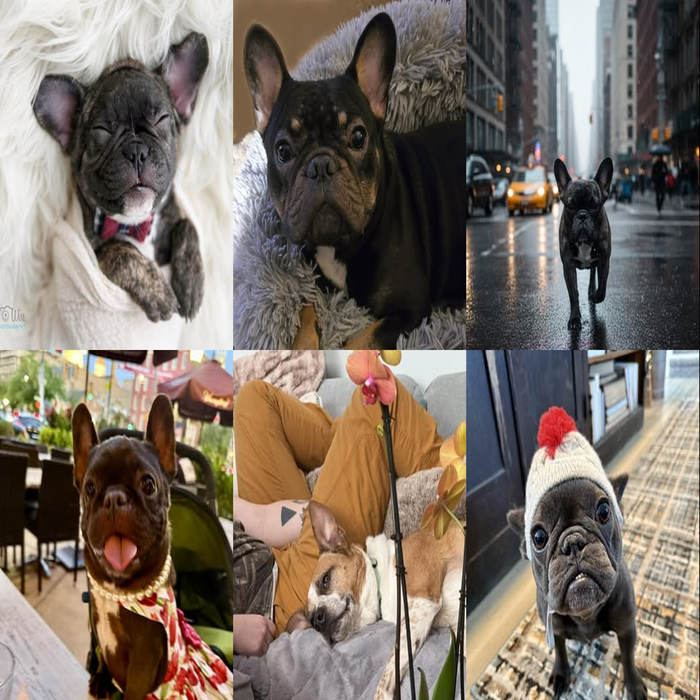 Meet Our Dogs of the Month — March