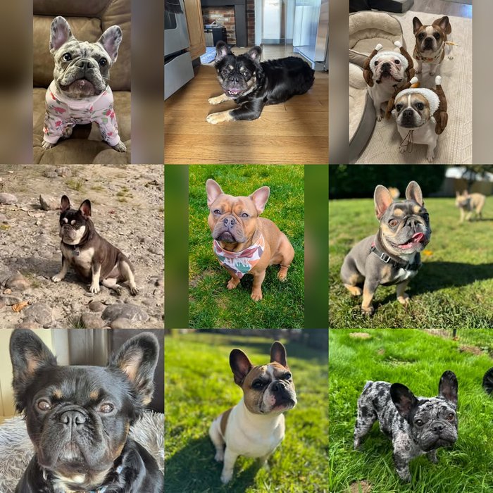 Meet Our Dogs of the Month — November 2026