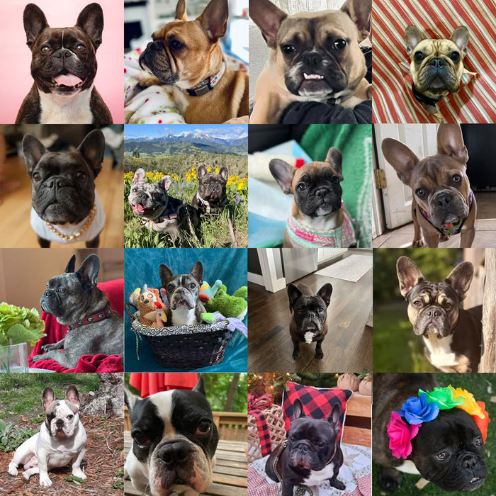 Meet Our Dogs of the Month — November