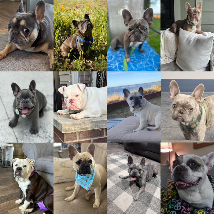 Meet Our Dogs of the Month — September