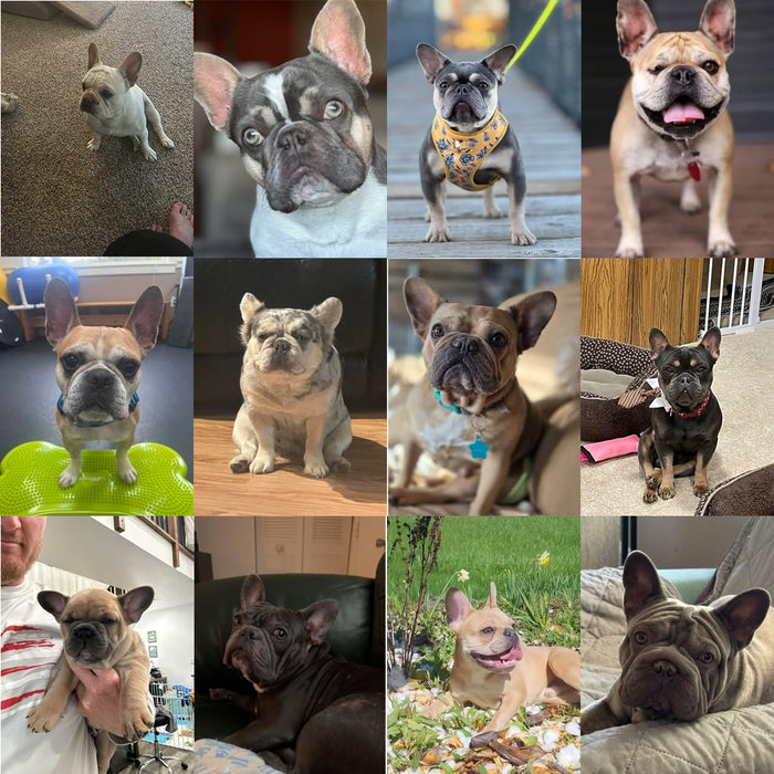 Meet Our Dogs of the Month — August