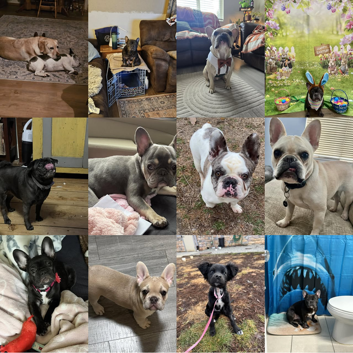 Meet Our Dogs of the Month — April
